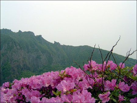 산철쭉-영실서 윗세오름 오르는 길에서 